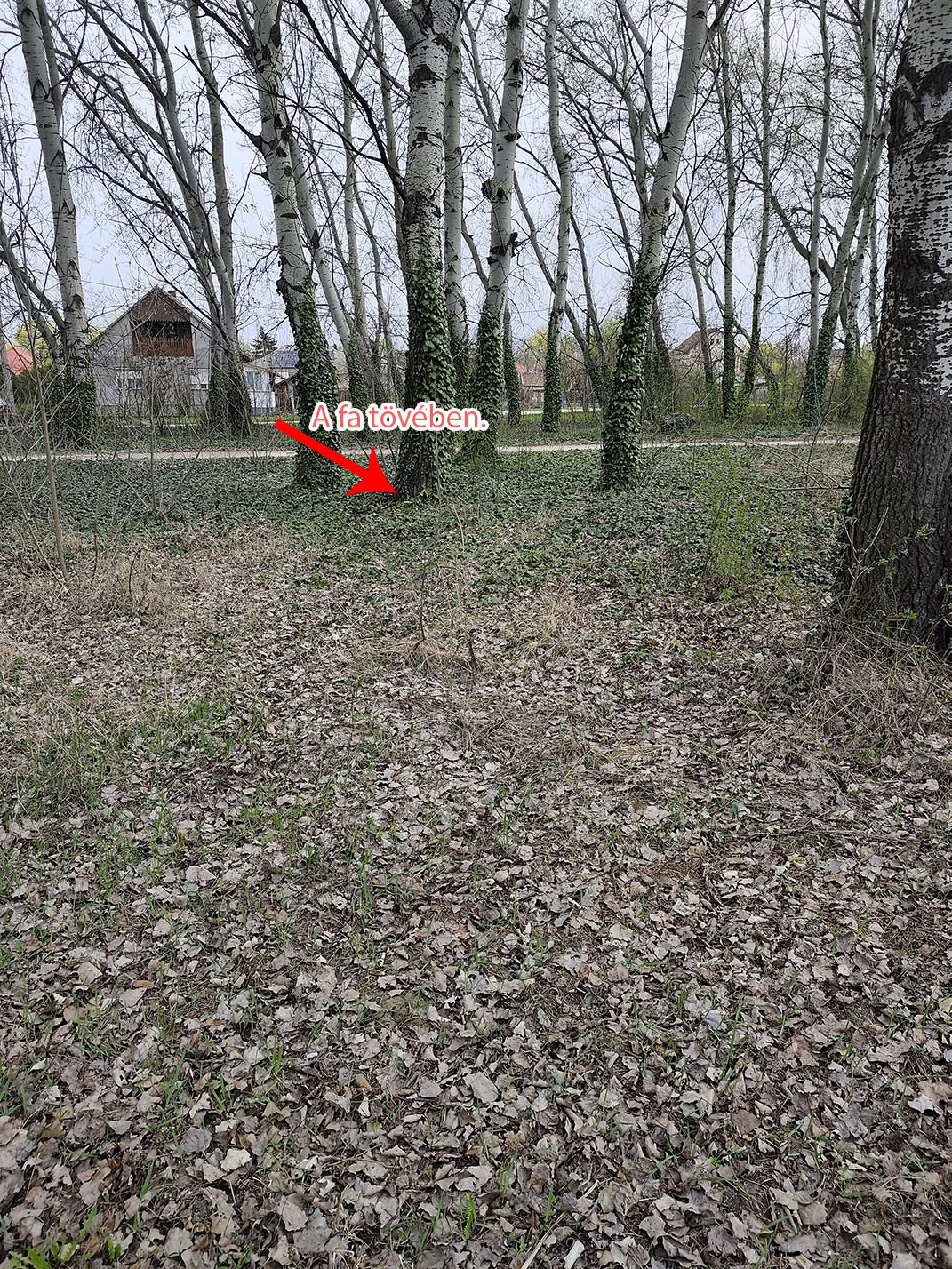 Képes segítség a rejtekhez (ősszel)